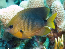 Cocoa Damselfish IMG 7391